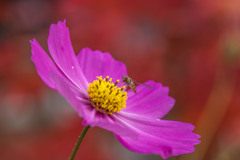 今だにコスモス　その２