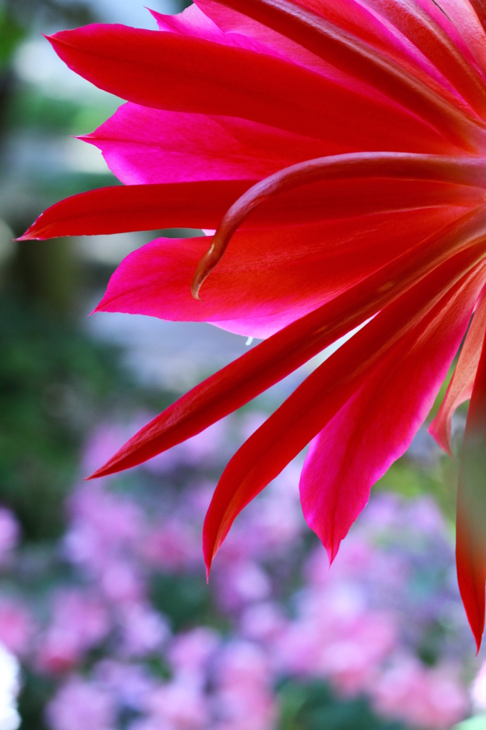 アジサイに負けるな