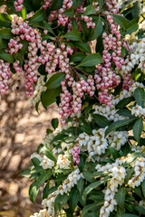 春たけなわ　その３