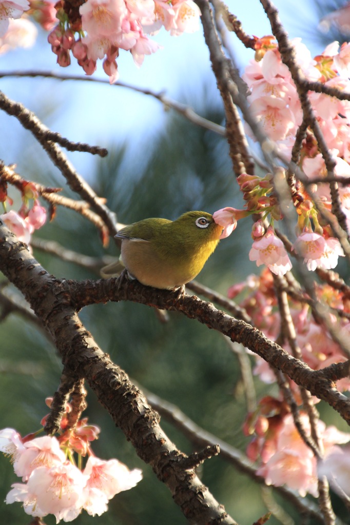 寒桜にメジロ　その１