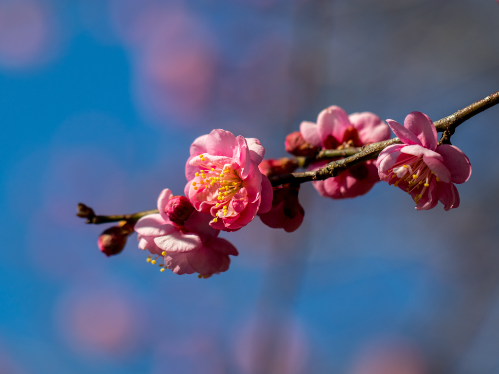 初梅撮り　その２