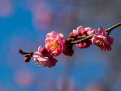 初梅撮り　その２