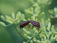 Mating