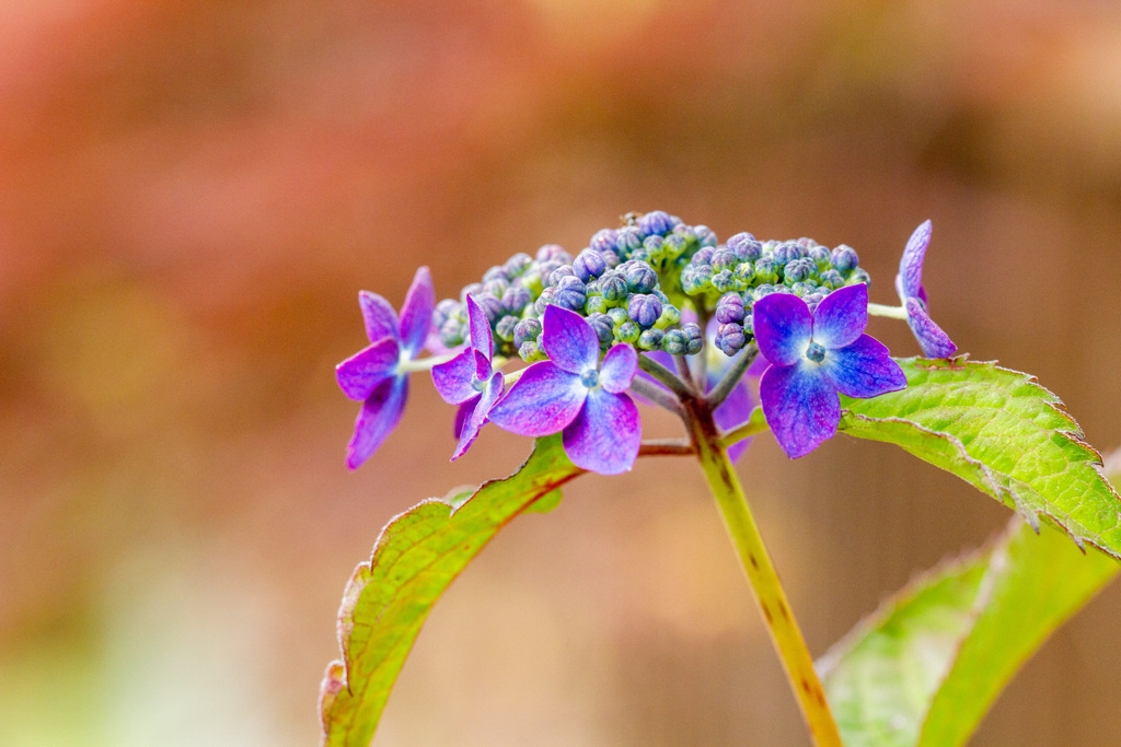 紫陽花一番花