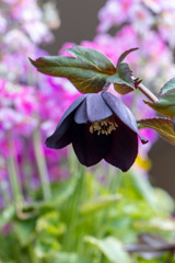 春の庭を飾る　その２