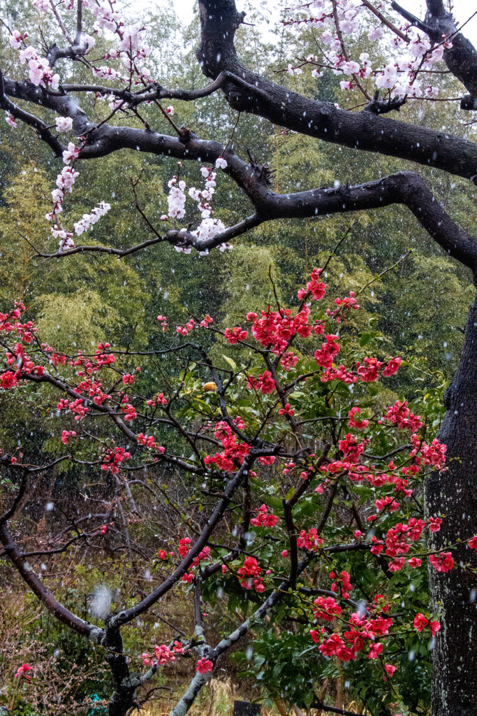春の雪　その１