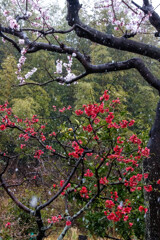 春の雪　その１
