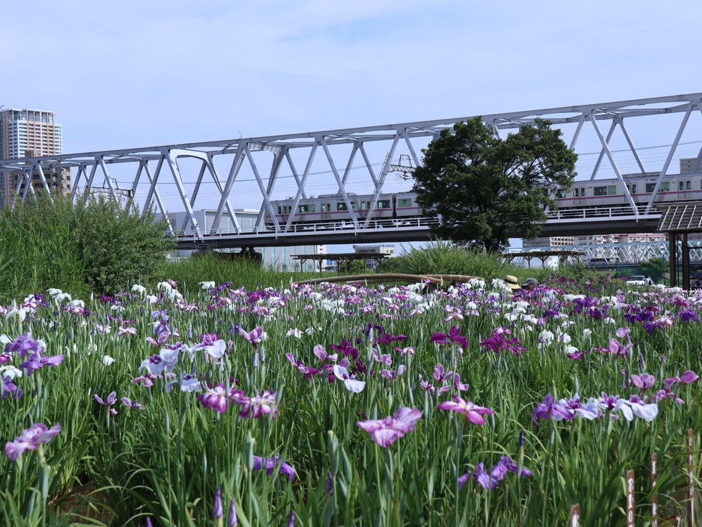 小岩菖蒲園