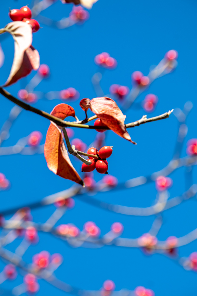 ハナミズキ紅葉　その２