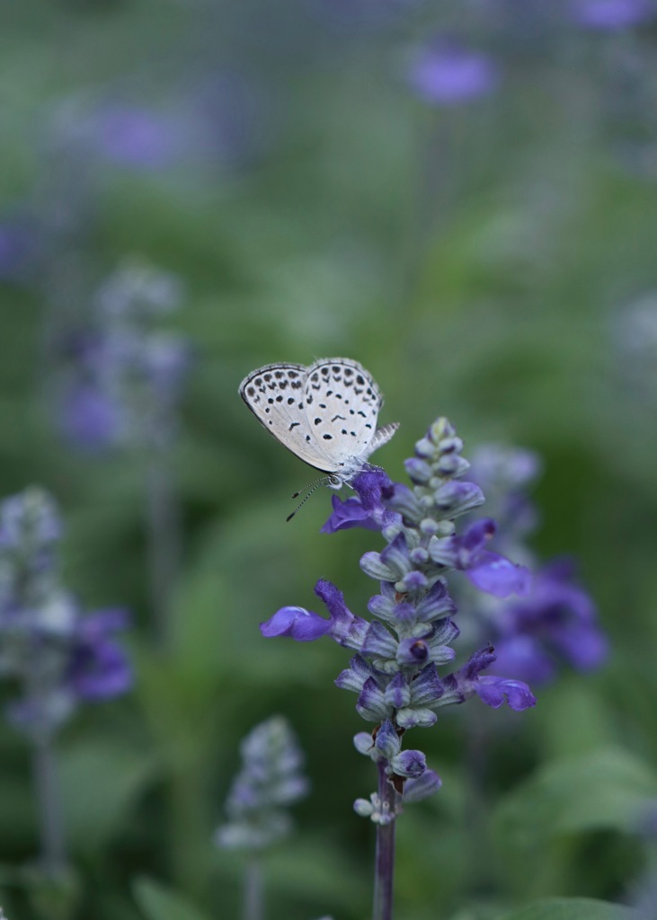 at lavendar