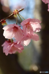 陽光