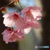 陽光