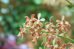 沖縄で出会った花　No. 5