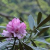室生寺と言えば