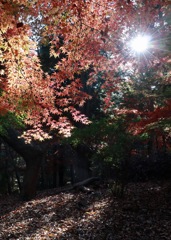 昼下がりの森で