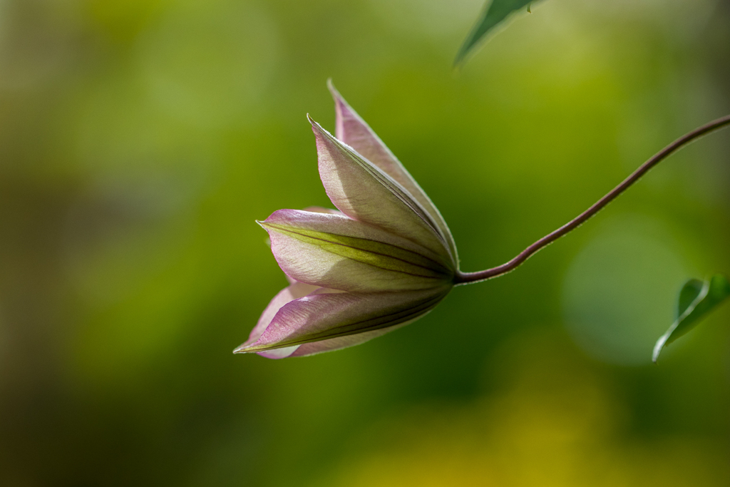 いよいよ開花