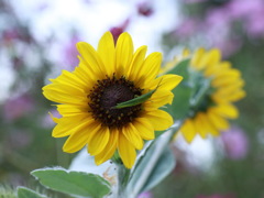 せめて花はやめて！