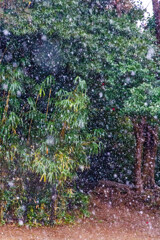 春の雪　その２