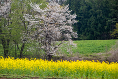 北の国から　その２