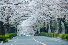 桜トンネル