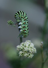 パセリの花