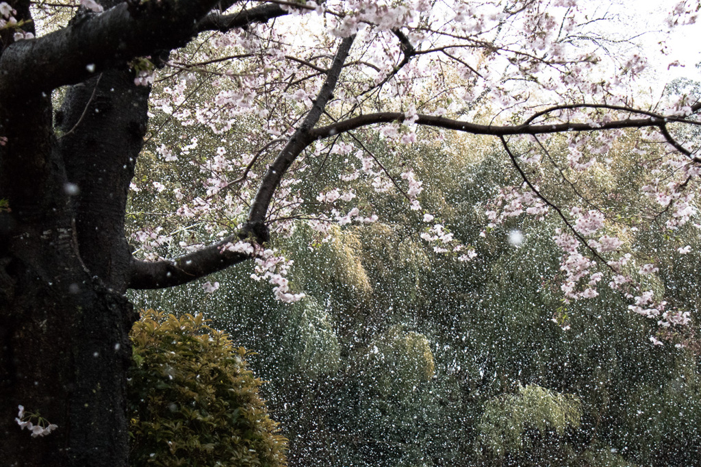 春の雪　その２