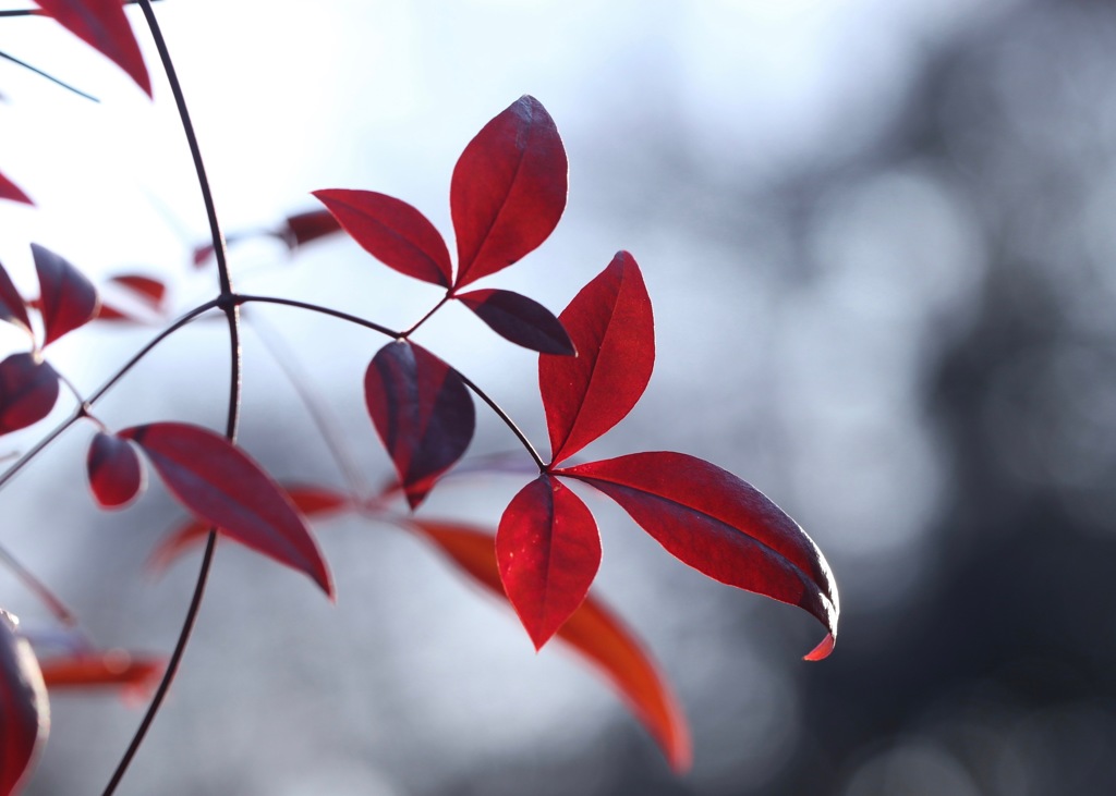 真冬の紅葉