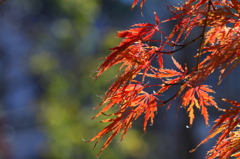 細葉のモミジ