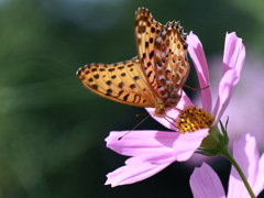 Fritillary butterfly