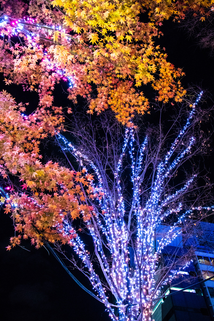 HIBIYA Magic Time illumination   No.3