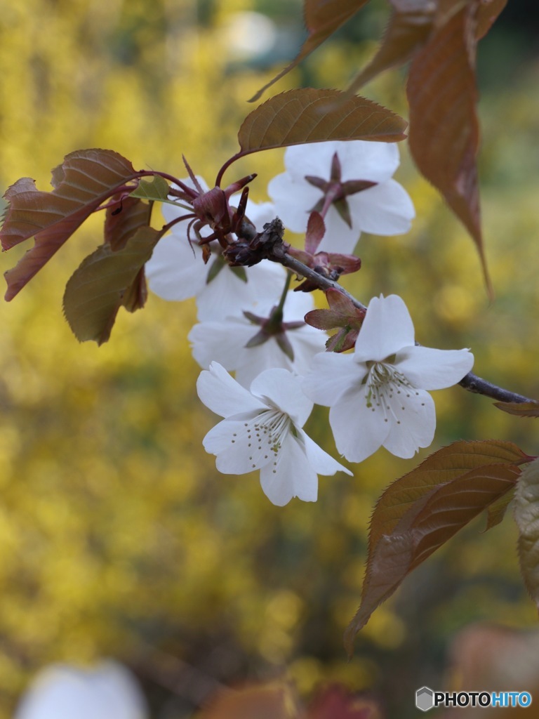 山桜