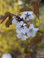 山桜