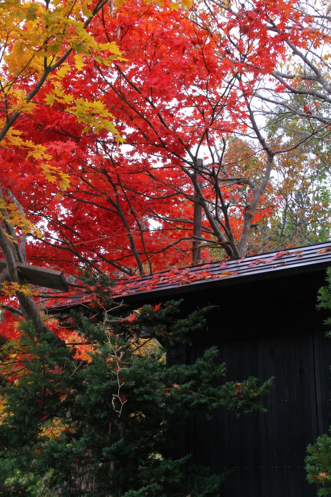 粋な黒門見越しの紅葉