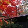 粋な黒門見越しの紅葉