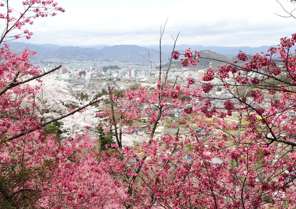 花見山その３