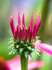 紫馬廉菊　その１