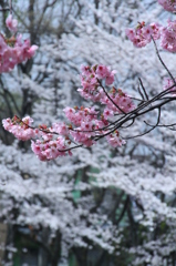 桜の女王　ヨウコウザクラ　その１