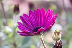 オステオスペルマム・エクロニス