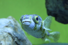 サザン　グローブフィッシュ　（ハリセンボン）