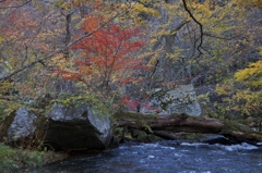 紅一点