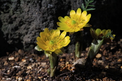 鎌倉花便り　その２
