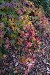 最後を飾る　その１