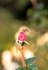止まり花　その２