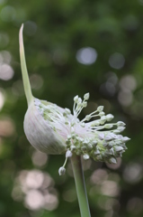 開花開始　その１