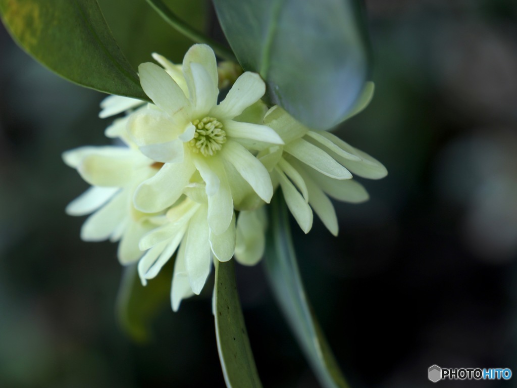 奥山のしきみが花の名のごとや