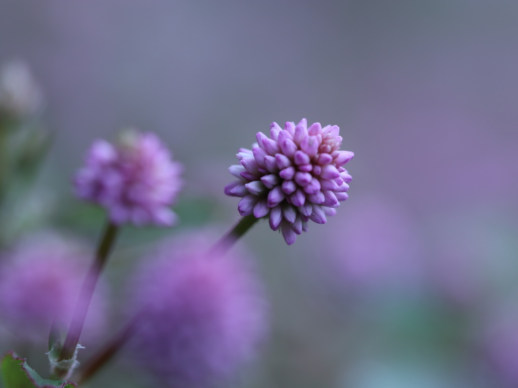 足元を照らす　その１