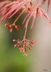 線香花火？