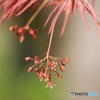 線香花火？
