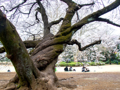 大きな桜の樹の下で