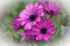 アフリカキンセンカ